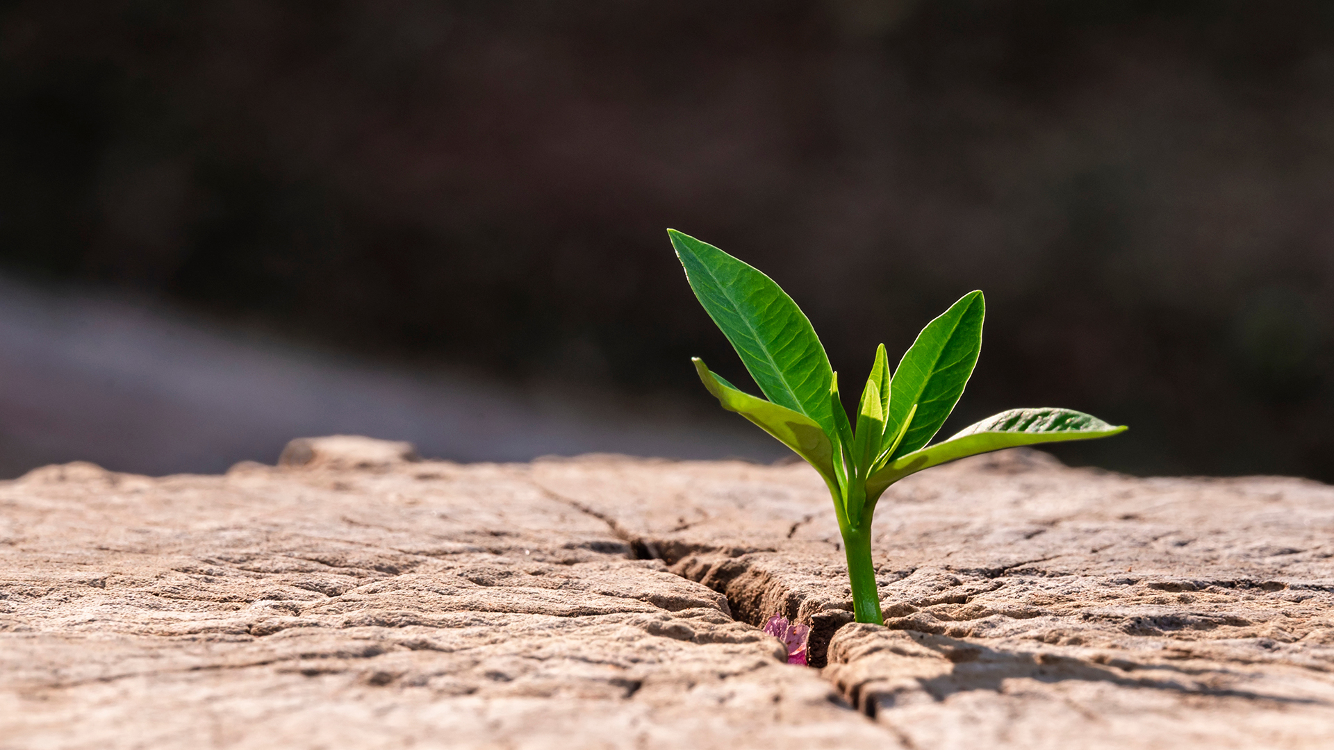 Green plant growing from crack of rock