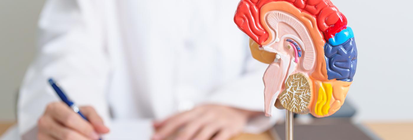 Doctor with human brain anatomy model.
